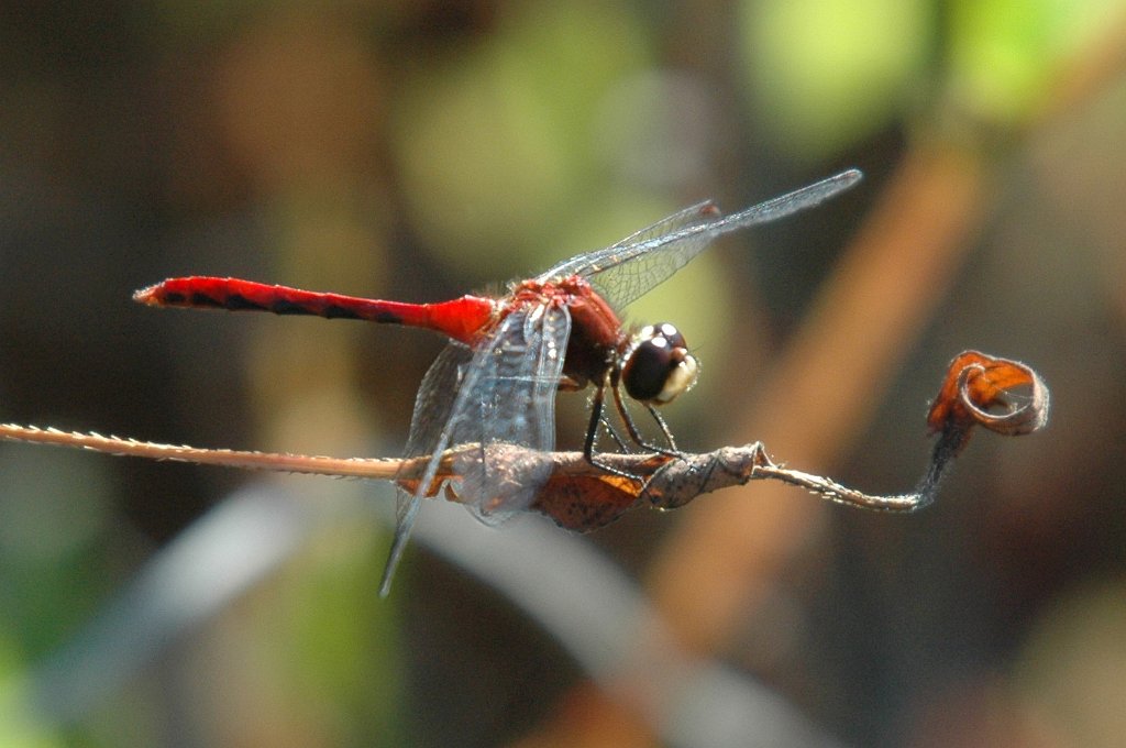 118 2005-09075834 Great Meadows NWR, MA.JPG - White-faced Meadowhawk (Sympetrum obtrusum). Great Meadows NWR, MA, 9-7-2005